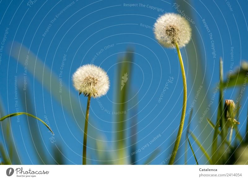 puff flowers Sky Spring Beautiful weather Plant Flower Grass Leaf Blossom Foliage plant Dandelion Meadow Movement Blossoming pretty Blue Green White Moody Joy