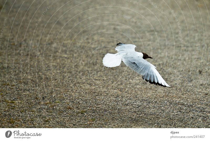 The Seagull Jonathan Earth Animal Bird Wing 1 Flying Elegant Calm Subdued colour Exterior shot Day Central perspective Animal portrait