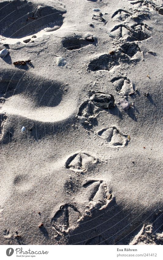 Traces in the sand Vacation & Travel Summer Beach Ocean Nature Sand Sunrise Sunset Beautiful weather Baltic Sea Bird Seagull Animal tracks Movement Going