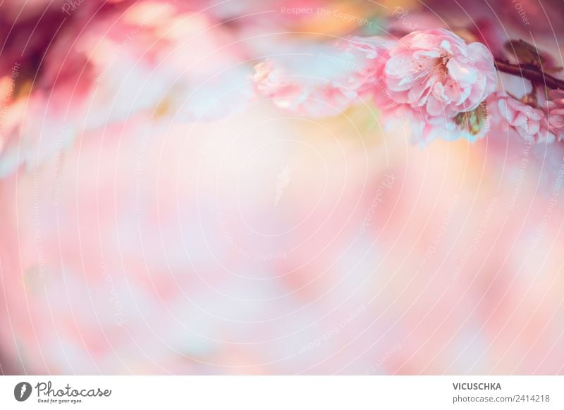 Nature Background with pink flowers Style Design Summer Plant Beautiful weather Flower Blossom Pink Background picture Blur Colour photo Exterior shot