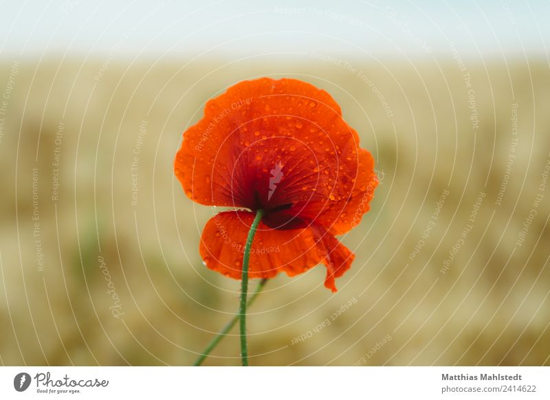 poppy Relaxation Calm Meditation Environment Nature Landscape Plant Drops of water Horizon Spring Flower Blossom Poppy blossom Field Brown Red Spring fever
