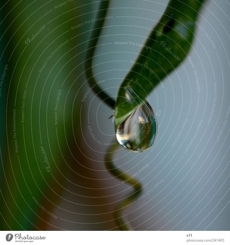 tear Environment Nature Plant Drops of water Leaf Touch To fall Glittering Hang Elegant Fluid Natural Beautiful Green Spiral Tears Cry Sadness Wet Cold Fresh