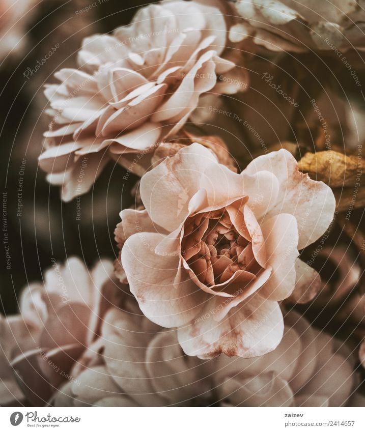 pink roses with vintage effect and a little dead Pot Beautiful Summer Garden Nature Plant Flower Blossom Wild plant Old Natural Yellow Green Pink Colour vinatge