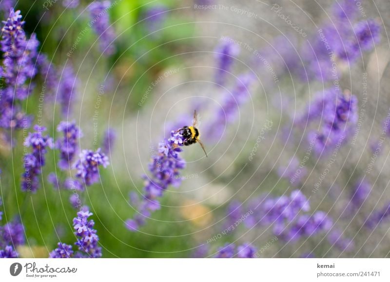 Yellow-black on purple Environment Nature Plant Animal Summer Beautiful weather Flower Blossom Foliage plant Wild plant Meadow Wild animal Bee Insect Bumble bee