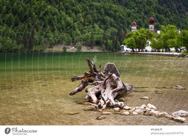 uprooted Vacation & Travel Tourism Trip Summer vacation Mountain Nature Landscape Root Forest Alps Lakeside Lake Königssee St. Bartholomä Berchtesgaden Bavaria