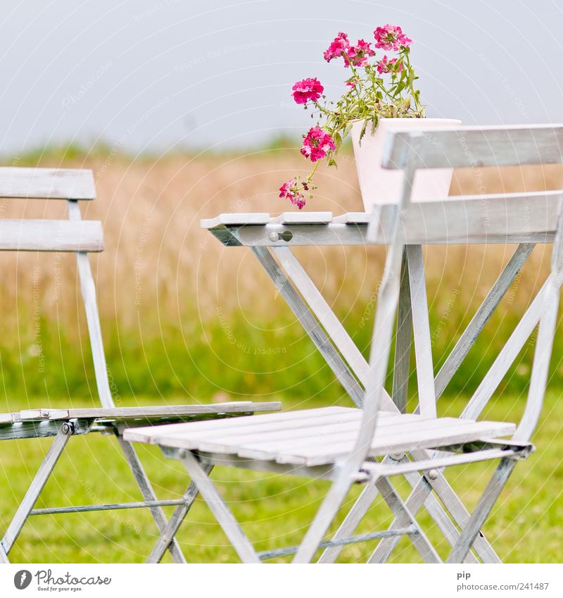 rest Chair Table Outdoor furniture Environment Nature Landscape Summer Beautiful weather Plant Flower Grass Pot plant Garden Meadow Field Green Pink White