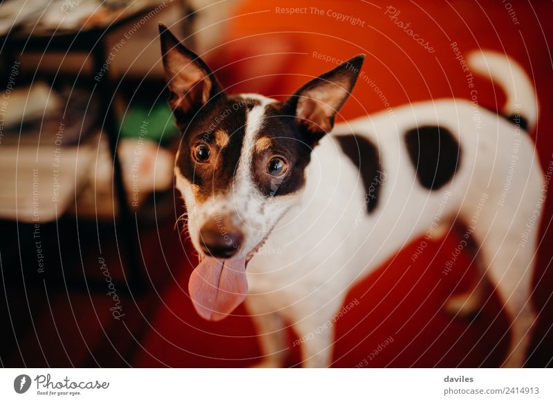 Cute dog looking at camera Living room Animal Pet Dog 1 Smiling Love Looking Stand Funny Brown White Expression Wine cellar Home Playful Ear Tongue Lovely