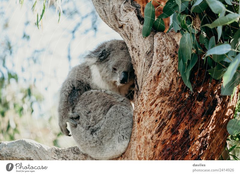 Cute koala holding on an eucalyptus tree Environment Nature Tree Forest Australia Victoria Animal Wild animal Koala Marsupial 1 Sleep Exotic Gray Serene