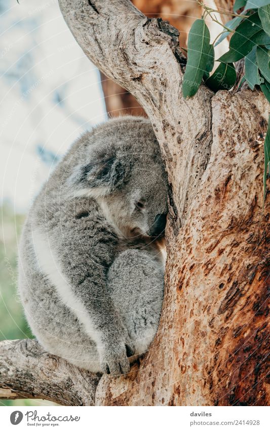 Grey koala sleeping on a tree branch Zoo Nature Animal Tree Koala Sleep Natural Cute Wild Gray Bear Australia up wildlife Mammal fauna Australian eucalyptus