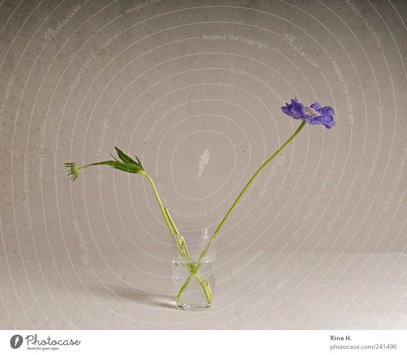 Scabioses in glass II Style Flower Blossom Decoration Blossoming Esthetic Violet scabious Bouquet bud Glass Vase Still Life Colour photo Interior shot Deserted