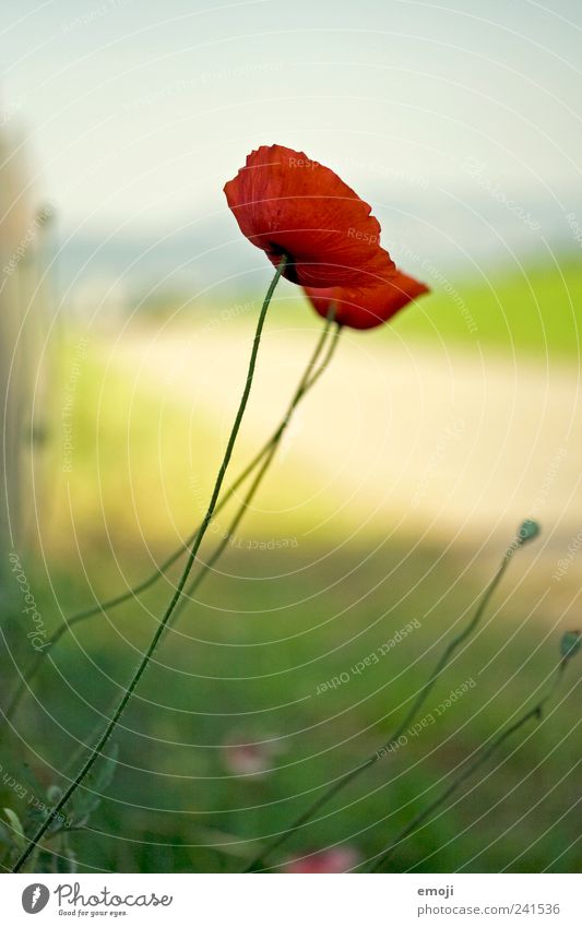 601 Nature Plant Spring Summer Flower Natural Red Poppy Poppy blossom Delicate Stalk Colour photo Exterior shot Close-up Deserted Copy Space top Day Light