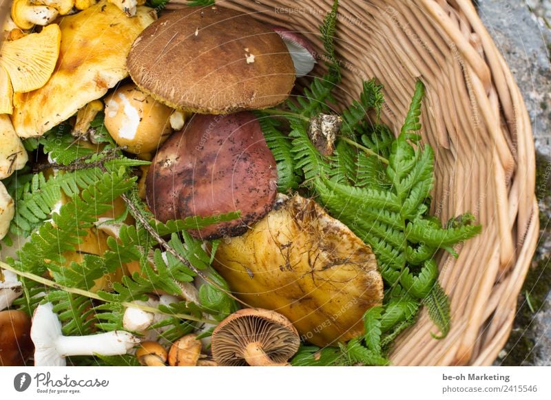Mushrooms in basket Food Nutrition Slow food Nature Plant Earth Autumn Fern Agricultural crop Wild plant Forest Sustainability Natural Brown Yellow Green wobbly