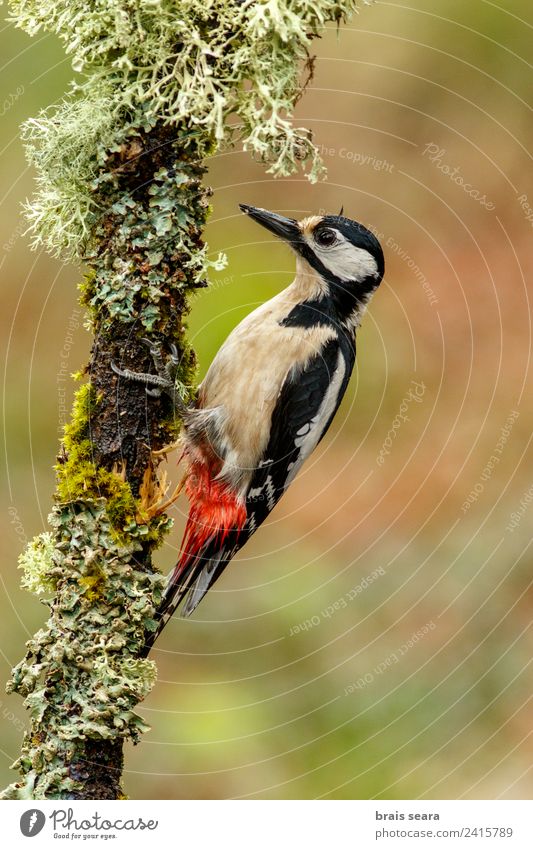 Great Spotted Woodpecker Science & Research Biology Biologist Ornithology Feminine Environment Nature Animal Earth Tree Forest Wild animal Bird 1 Feeding