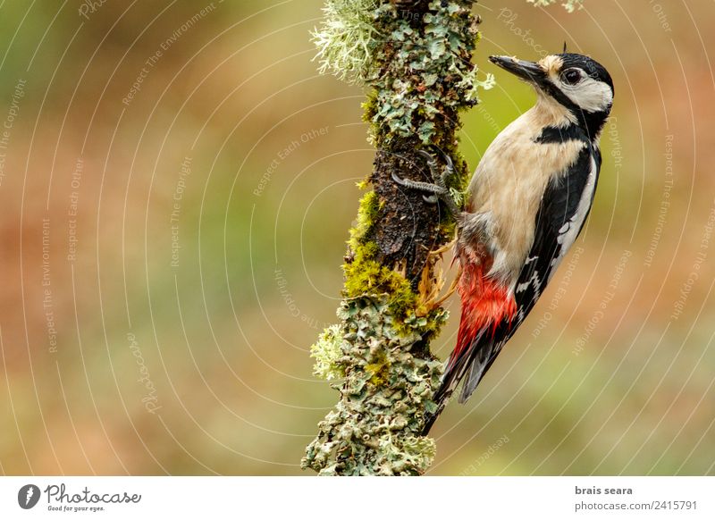 Great Spotted Woodpecker Science & Research Biology Biologist Ornithology Feminine Environment Nature Animal Earth Tree Forest Wild animal Bird 1 Feeding