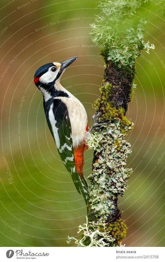 Great Spotted Woodpecker Science & Research Biology Biologist Ornithology Masculine Environment Nature Animal Earth Rain Tree Forest Wild animal Bird 1 Feeding