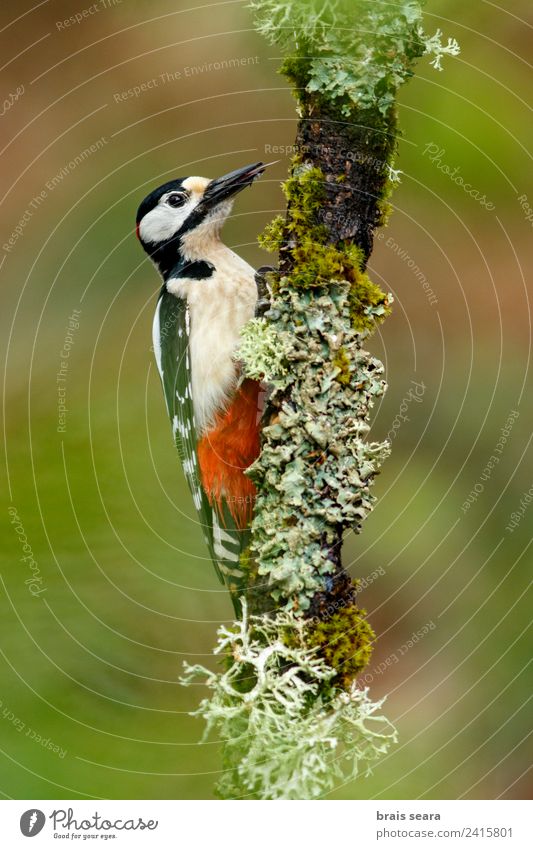 Great Spotted Woodpecker Science & Research Biology Biologist Ornithology Masculine Man Adults Environment Nature Animal Earth Tree Forest Wild animal Bird 1