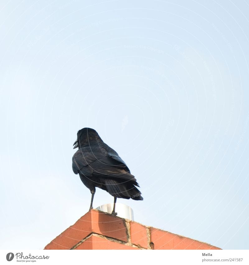 Turn your back Environment Building Chimney Animal Bird Crow 1 Stand Perspective Looking away Dismissive Cancelation Colour photo Exterior shot Deserted