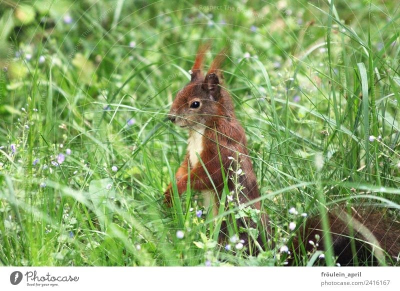 a croissant sits on the meadow Environment Nature Animal Spring Summer Grass Wild plant Meadow Wild animal Pelt Squirrel Rodent 1 Observe Free Small Curiosity