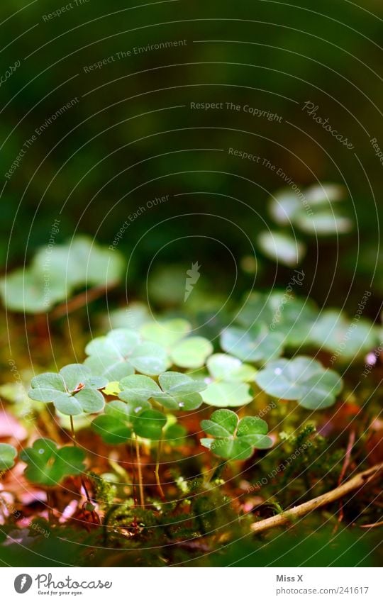 lucky clover Nature Plant Moss Leaf Growth Small Happy Four-leafed clover Good luck charm Clover Cloverleaf Woodground Colour photo Exterior shot Close-up