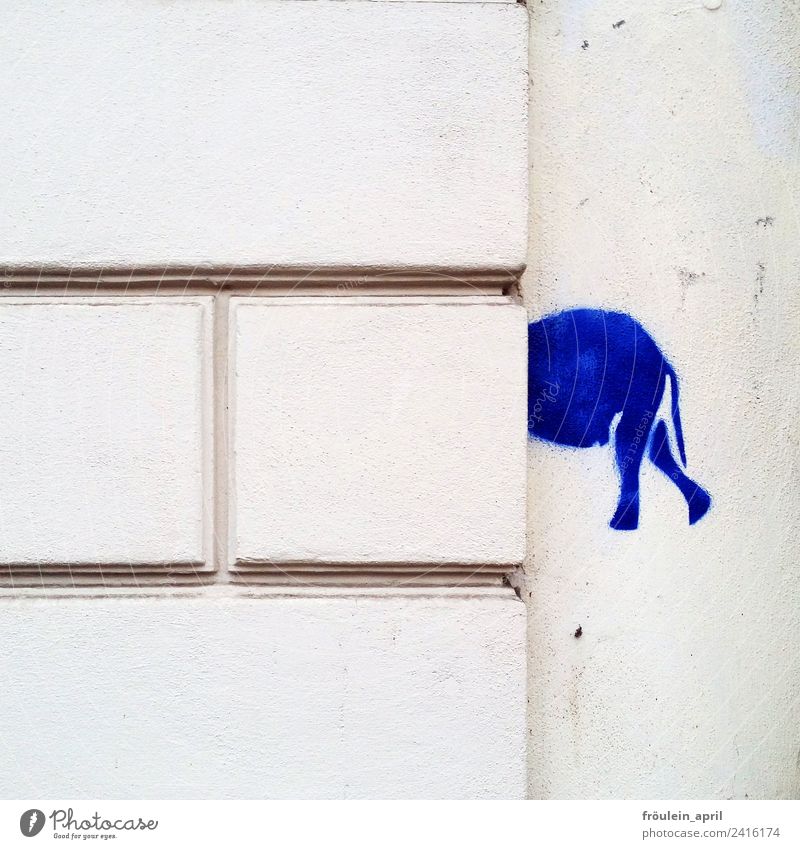 Where are you going? Design Art Illustration stencil Wall (barrier) Wall (building) Elephant Stone Sign Graffiti Think Discover Blue White Surprise Esthetic