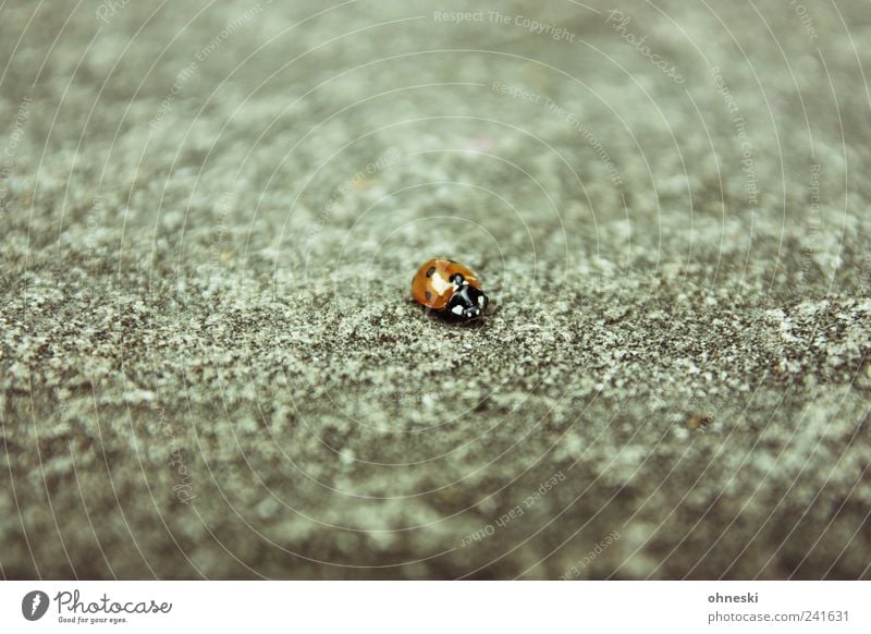 Lonesome Ladybug Animal Wild animal Beetle Ladybird 1 Stone Concrete Happy Homesickness Loneliness Colour photo Subdued colour Copy Space top Copy Space bottom