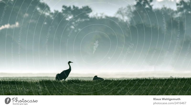 morning fog Environment Nature Landscape Drops of water Spring Summer Beautiful weather Fog Foliage plant Agricultural crop Grain field Field Animal Bird Wing 2