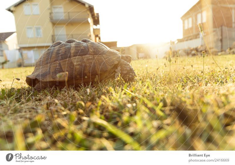 atmosphere of departure Summer Garden Nature Sunrise Sunset Sunlight Warmth Meadow Animal Turtle 1 Movement Walking Infinity Optimism Brave Life Diligent