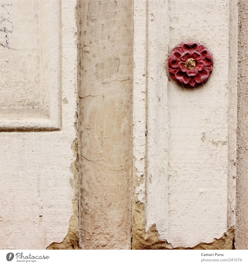 a touch of kindness Elegant Style Design Art Flower Rose Blossom Wall (barrier) Wall (building) Hang Friendliness Beautiful Uniqueness Positive Red Detail