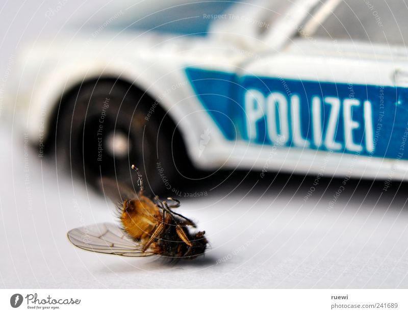 Dead fly in front of police car Police Force Pedestrian Traffic accident Car Police car Animal Grand piano Fly 1 Lie Broken Blue Black White Compassion Death