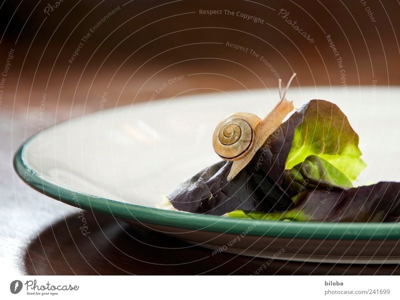 summiteers Food Lettuce Salad Nutrition Organic produce Plate Animal Wild animal Snail 1 Brown Green White Edge of a plate summit forward Snail shell Ambitious