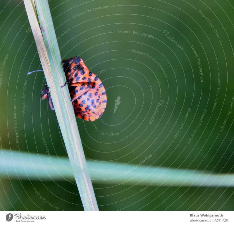 game of hide-and-seek Environment Nature Animal Plant Grass Meadow Beetle 1 Shield Exotic Green Red Black Firebug Shield bug Stripe Hide Insect imago Geometry