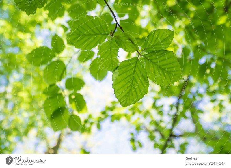 green leaves of a tree top Environment Nature Plant Sky Spring Beautiful weather Tree Leaf Beech tree Forest coast Fresh Bright pretty Green White Relaxation