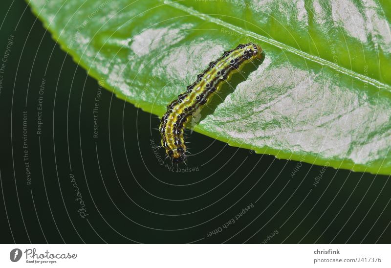 Zünsler caterpillar on leaf edge Nature Plant Animal 1 Disgust Small Green Caterpillar Box tree Pests To feed Plagues Food Insect Butterfly bux Colour photo