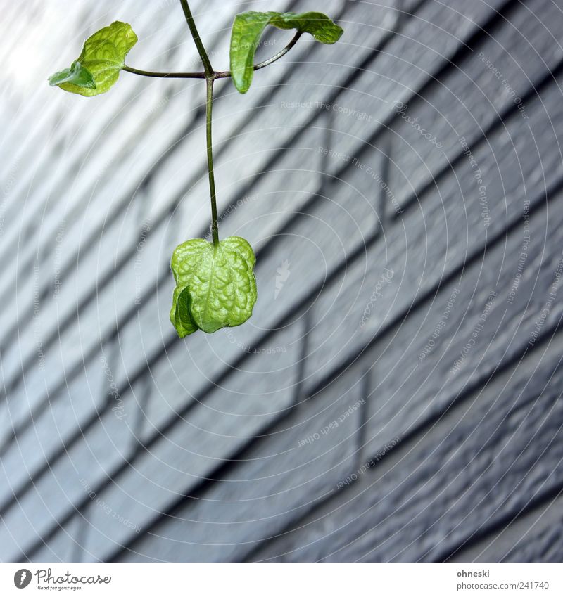 glimmer of hope Nature Plant Leaf Twig Wall (barrier) Wall (building) Facade Green Longing Hope Life Growth Colour photo Exterior shot Structures and shapes