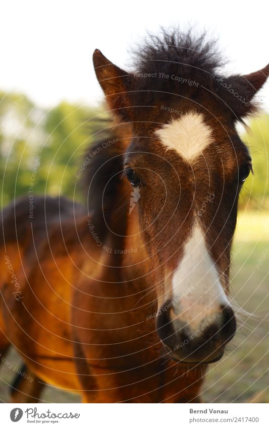 long face, little horse Nature Field Animal Horse Animal face 1 Baby animal Beautiful Brown Green Cute Watchfulness Curiosity Innocent Pelt Coat color Pattern