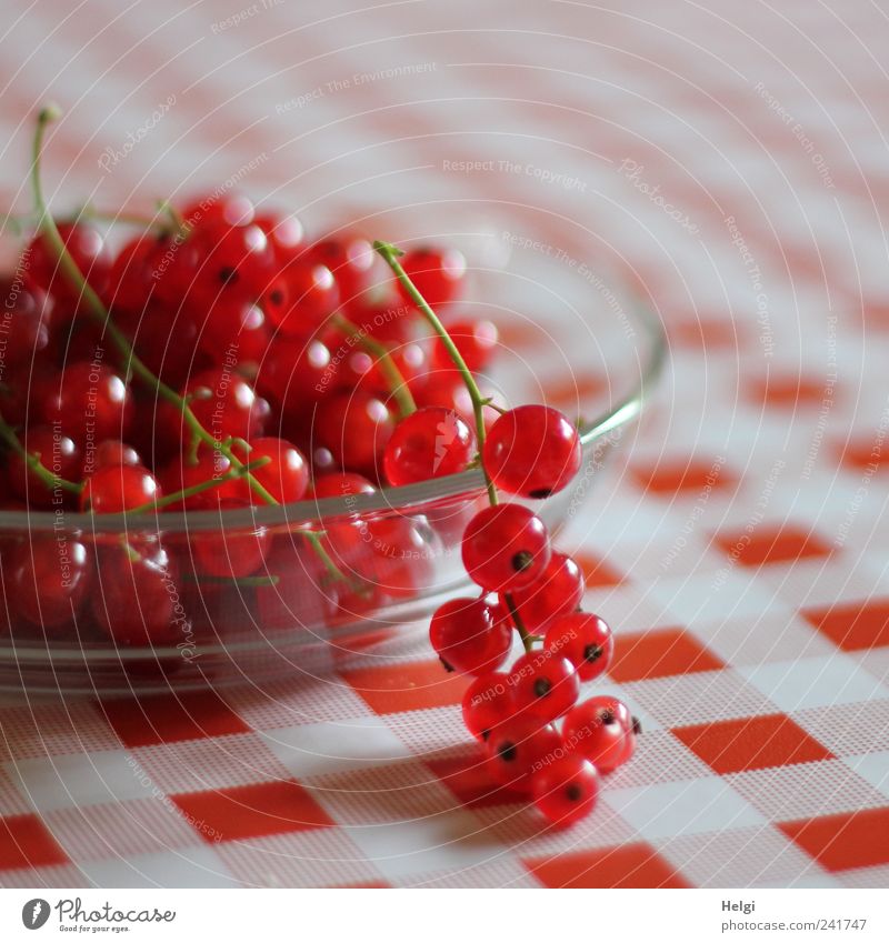 freshly picked red currants lie in a glass bowl on a red and white chequered tablecloth Food Fruit Redcurrant Nutrition Organic produce Vegetarian diet Bowl