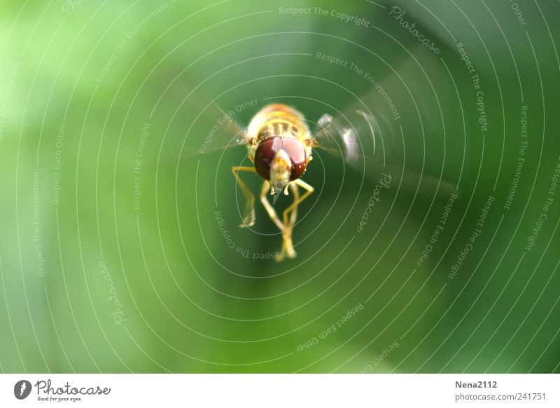 Bee cool... Nature Air Animal Fly Animal face Wing 1 Observe Flying Aggression Yellow Green Fear Insect Insect bite Insect repellent Summer Movement Floating