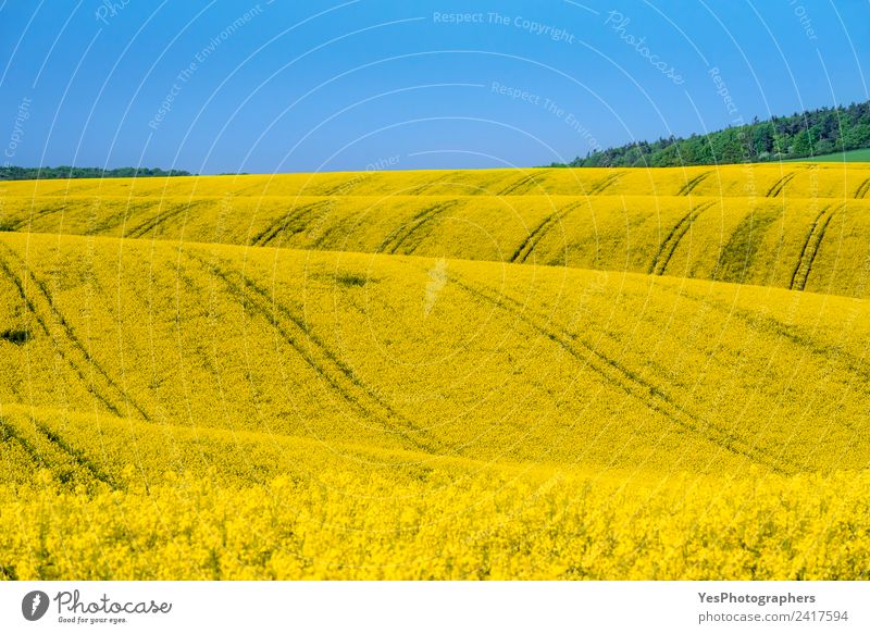 Fields with rapeseed culture in South Moravia Beautiful Summer Nature Landscape Beautiful weather Flower Meadow Hill Infinity Natural Yellow Idyll