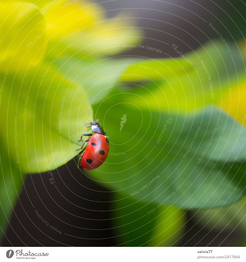 top of page Environment Nature Spring Summer Plant Leaf Foliage plant Animal Beetle Ladybird Seven-spot ladybird Insect 1 Crawl Small Above Positive Yellow