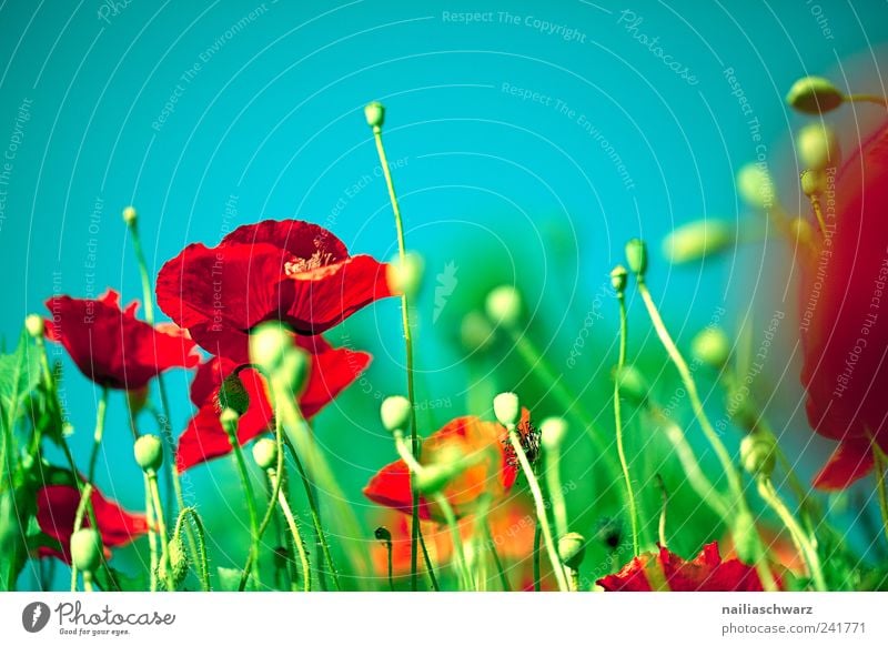 poppy dream Summer Painting and drawing (object) Nature Landscape Plant Beautiful weather Flower Blossom Foliage plant Wild plant Poppy Meadow Field Deserted