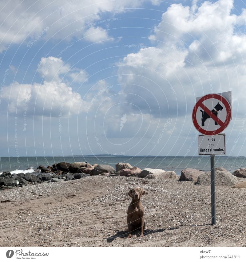 No dogs! Nature Sky Clouds Summer Beautiful weather Coast Beach Baltic Sea Animal Dog 1 Stone Characters Signs and labeling Signage Warning sign Observe