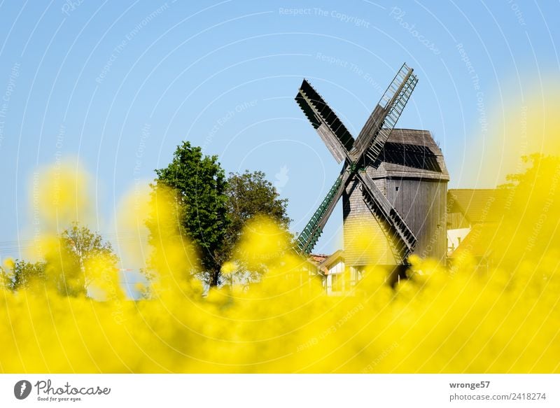Windmill behind yellow rape blossoms II Building Tourist Attraction Town Blue Brown Multicoloured Yellow Windmill vane Beautiful weather Blue sky Canola field