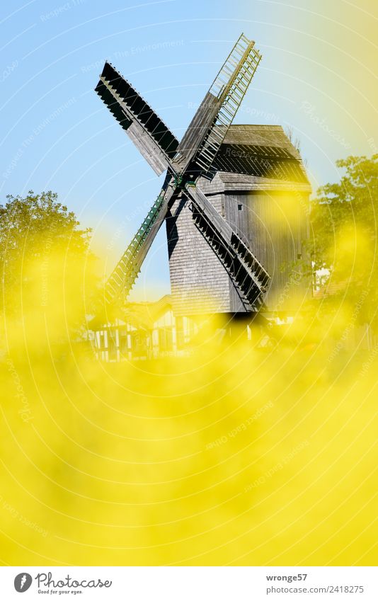Windmill behind yellow rape blossoms Wind energy plant Tourist Attraction Town Blue Brown Multicoloured Yellow Windmill vane bock windmill Beautiful weather