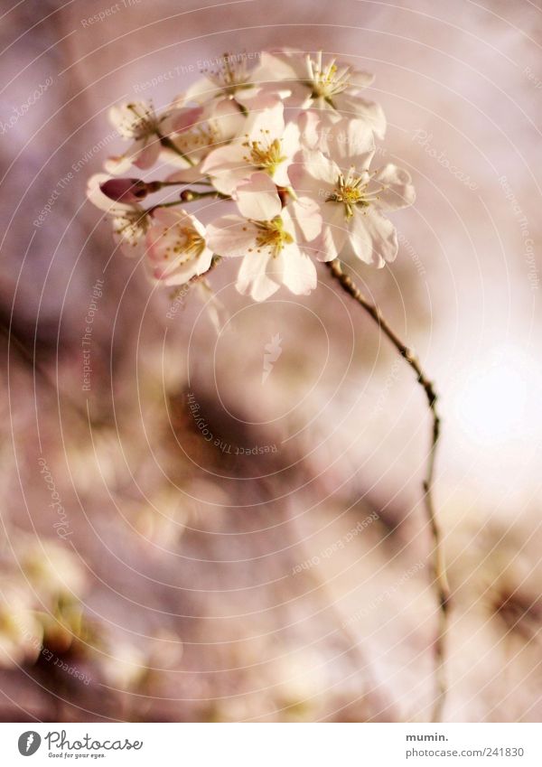 Cherry blossom. Plant Spring Tree Blossom Brown Yellow Pink Delicate Colour photo Exterior shot Detail Copy Space bottom Day Sunlight Shallow depth of field