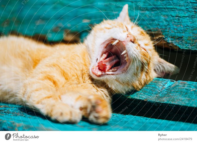 Red kitten cat sleeping on a bench in the park Enchanting Animal pretty Bench Cat catching Colour Companion inquisitorial Cute Domestic Expression Funny Pelt