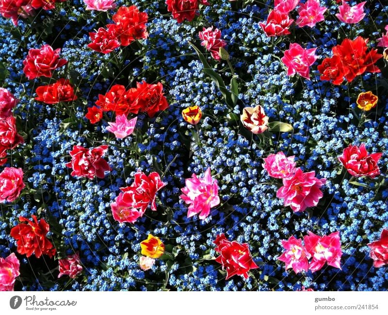 Flowers in the park Environment Nature Plant Beautiful weather Tulip Garden Park Happiness Kitsch Crazy Blue Pink Red Colour Colour photo Multicoloured