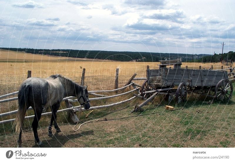 lonely horse South West Americas Horse Meadow Carriage Fence Bad weather Transport USA howde Clouds