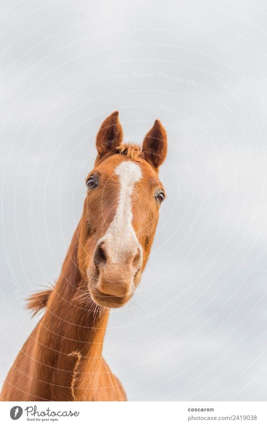 Curious horse against sky. View from below Happy Beautiful Face Mouth Nature Animal Sky Pet Horse Laughter Cute Crazy Wild Blue Brown White background