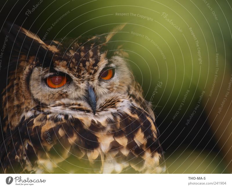 eye-catcher Animal Wild animal Animal face Wing Owl birds Eagle owl 1 Flying To feed Hunting Brown Yellow Green Patient Calm Elegant Speed Eyes Feather Beak