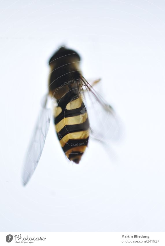 /|\ Animal Hover fly 1 Hang Thin Near Natural Yellow Black White Authentic Environment Transparent Colour photo Subdued colour Exterior shot Pattern
